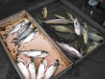 Fish, Telavi 2006