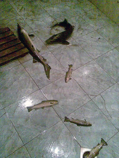 Still life Fish Armenia
